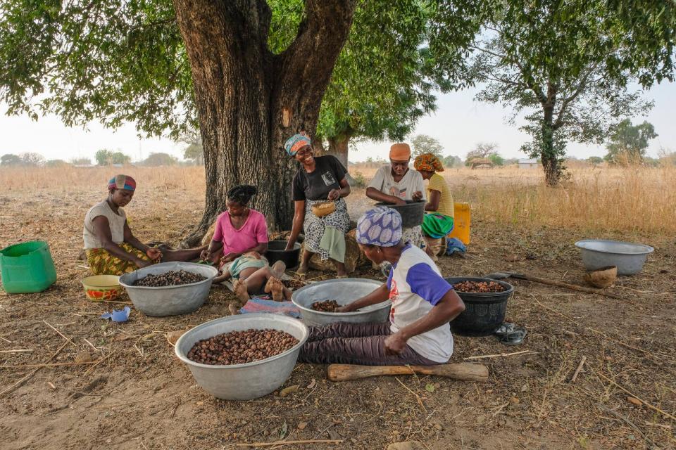 Shea butter production process