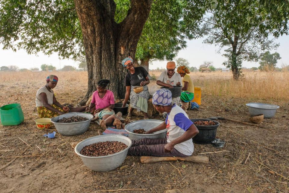 Shea butter production process