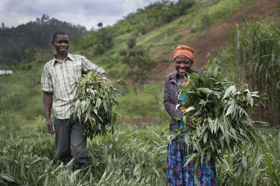 The first time Jean and his wife Triphene started growing Orange Flesh Sweet Potato vines they earned 100,000 Rwf and bought a cow.