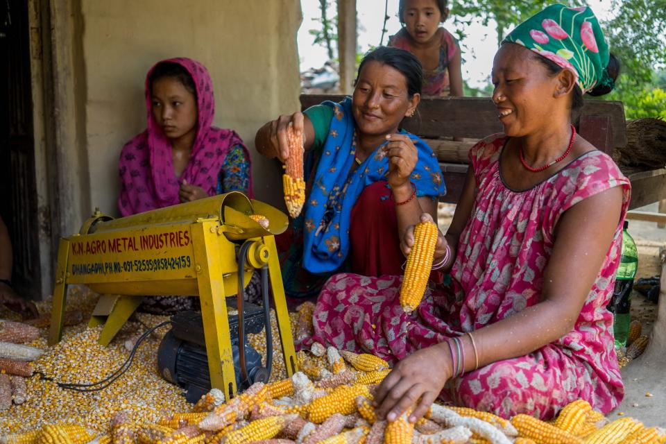 Women farmers shelling hybrid maize in Nepal