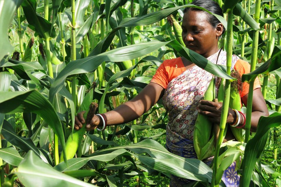 A farmer in her plantation