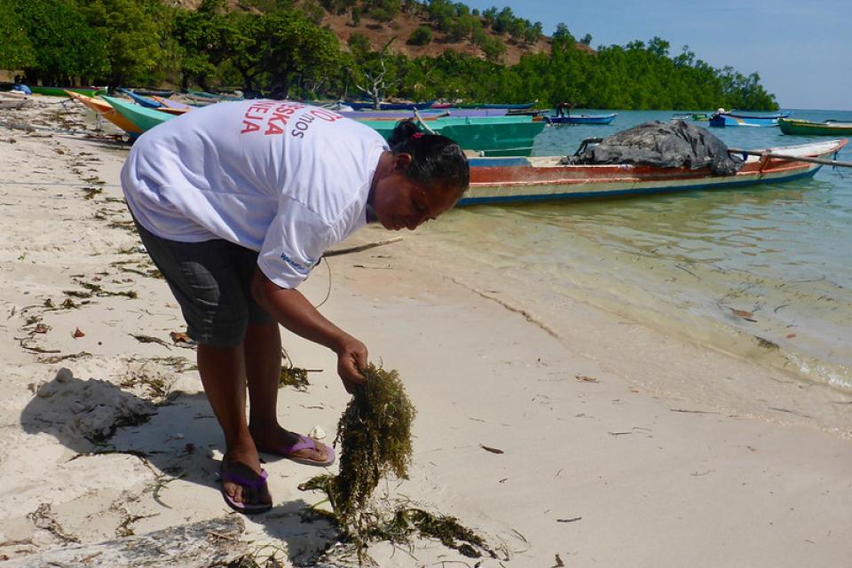 Woman collecting seaweed