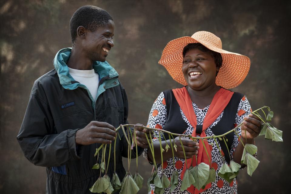 Researcher and farmer holding sweetpotato seed