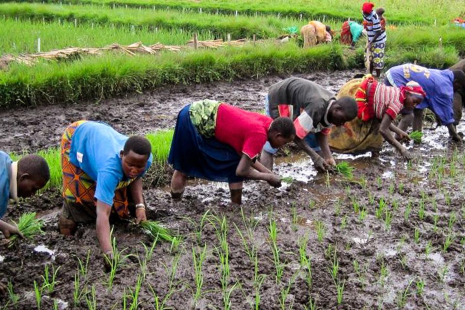 Planting Rice