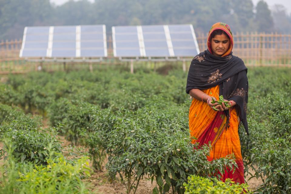 Vegetable farmer who uses solar pumps for irrigation in the Kamalpur, Surunga Municipality 2, Saptari District of Nepal.