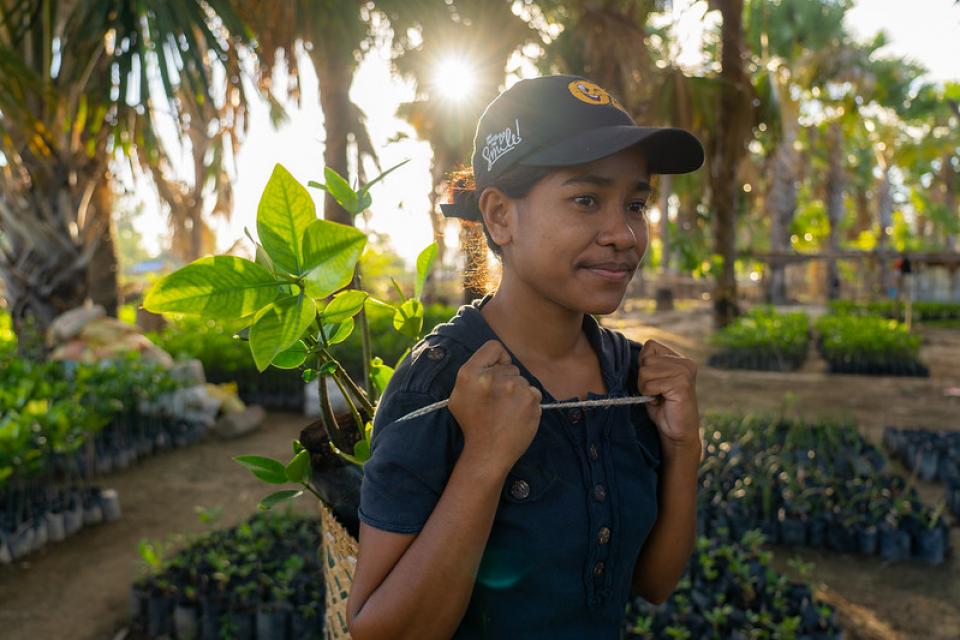 Planting mangroves, Timor-Leste