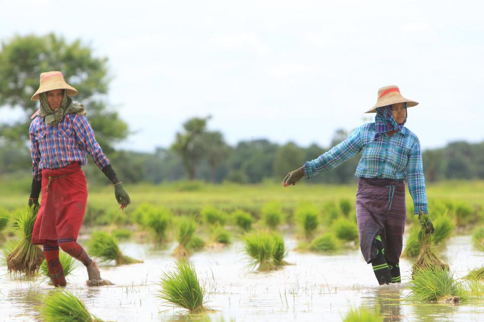 Women engaged in paddy transplanting. Pyawt Ywar Irrigation Scheme, Myinmu Township, Sagaing District, Myanmar.