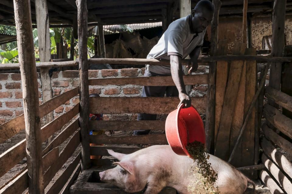 Uganda: Feeding pigs