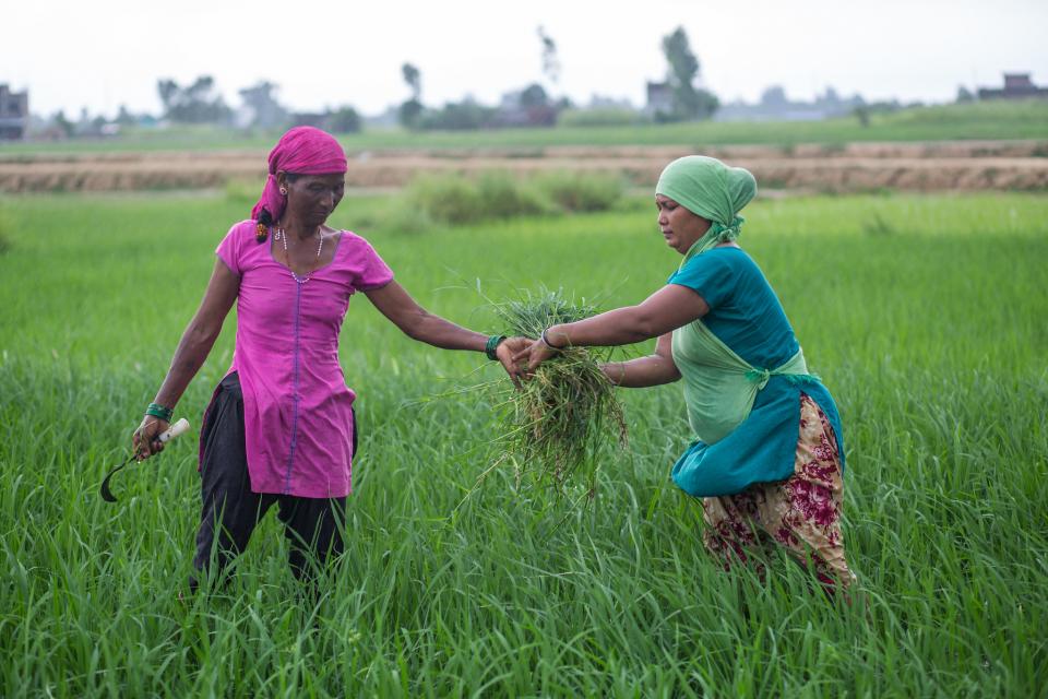 women working on a rice paddy