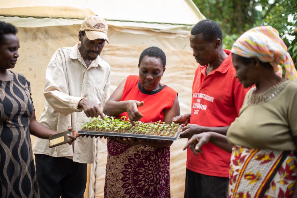 Women and men farmers looking at seedlings on a crate