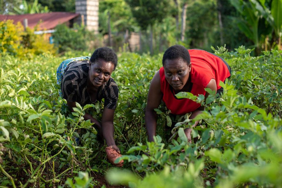 Women picking potatoes