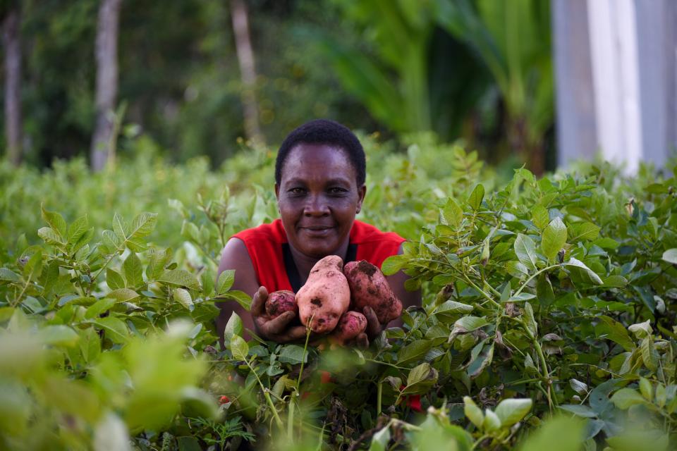 Rooted apical cuttings technology, Meru