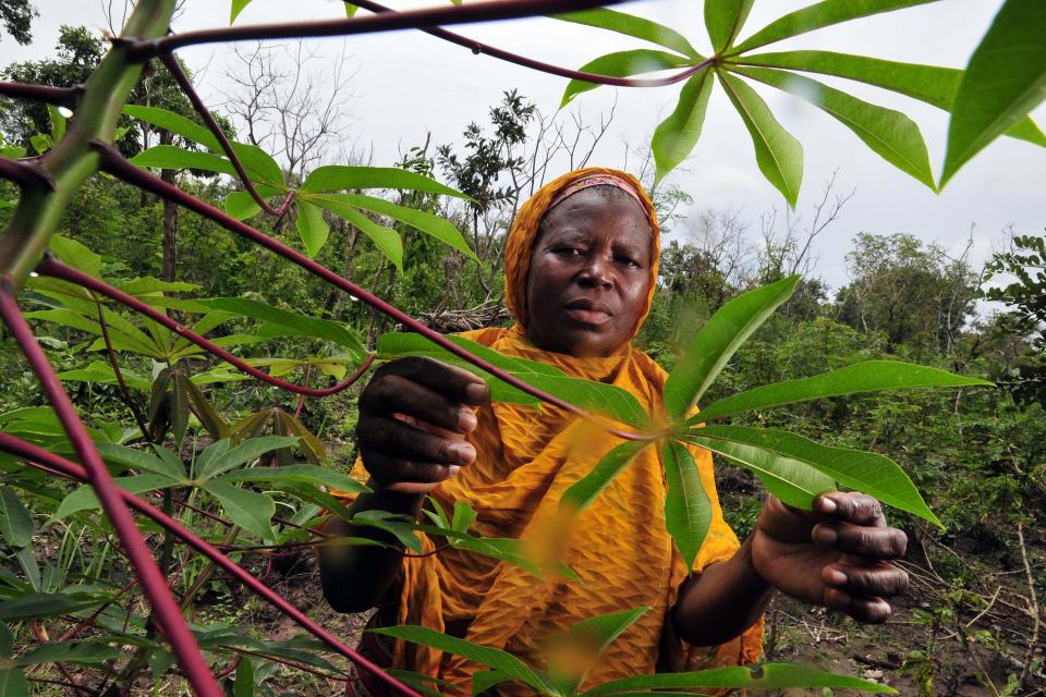 A cassava farmer