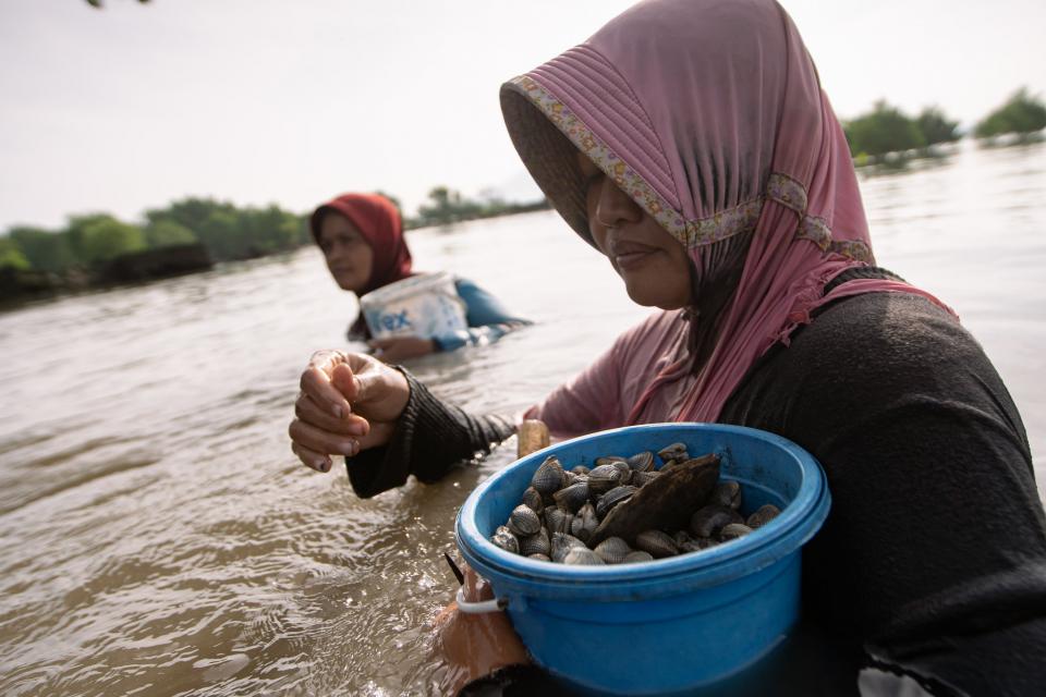 Restoring Coastal Landscape for Adaptation-Integrated Mitigation Program Bibit rahayu (black shirt) can collect a bucket full of oysters and shellfish obtained in the Pangpang Bay area, Muncar District, Banyuwangi Regency.     Photo by Rifky/CIFOR-ICRAF