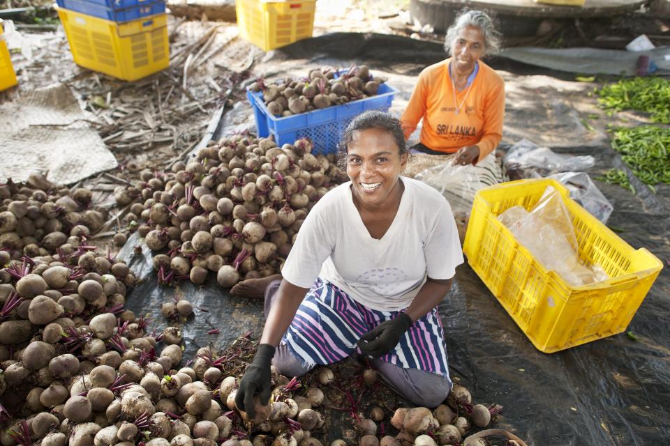 Sorting vegetables in Kalpitiya, Sri Lanka