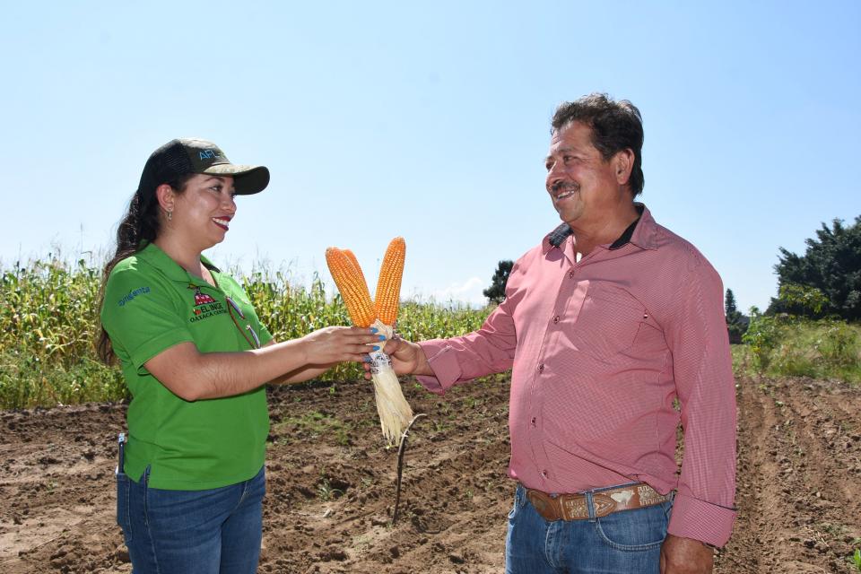 Photo credit: ACCIMMYT. El proyecto ‘Fortalecimiento del Acceso a Mercado para Pequeños Productores de Maíz y Leguminosas en Oaxaca, Chiapas y Campeche’