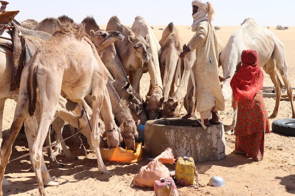 Young woman herder watering camels