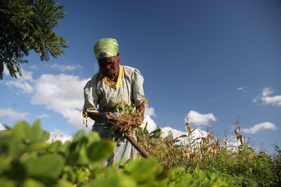 Woman harvesting groundnuts