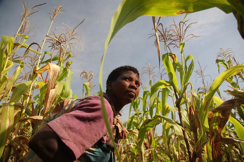 Woman in a maize field