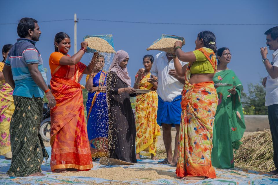 Women and men farmers sorting paddy