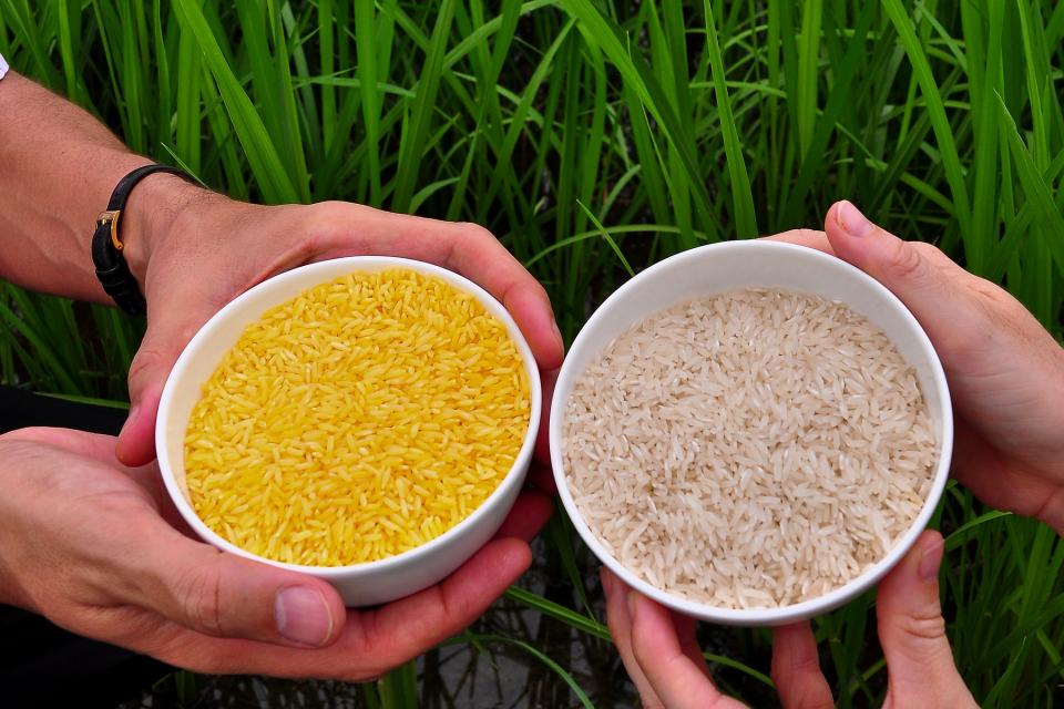 Golden Rice grain compared to white rice.