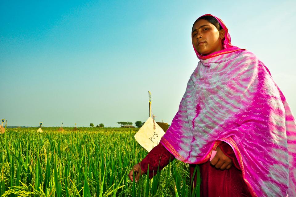 Woman on a rice farm