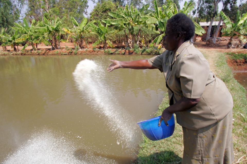 fish feeding