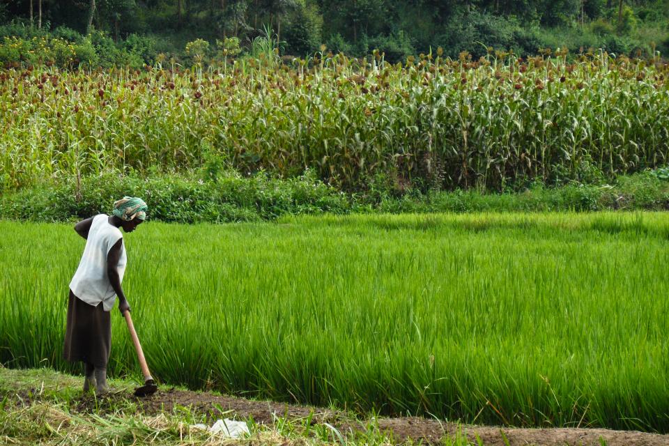 Rice farmer in Rwanda.