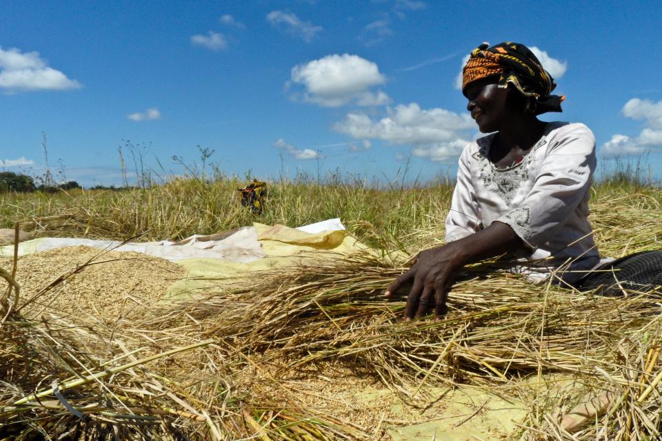 Rice threshing in Tanzania. Photo: IRRI.