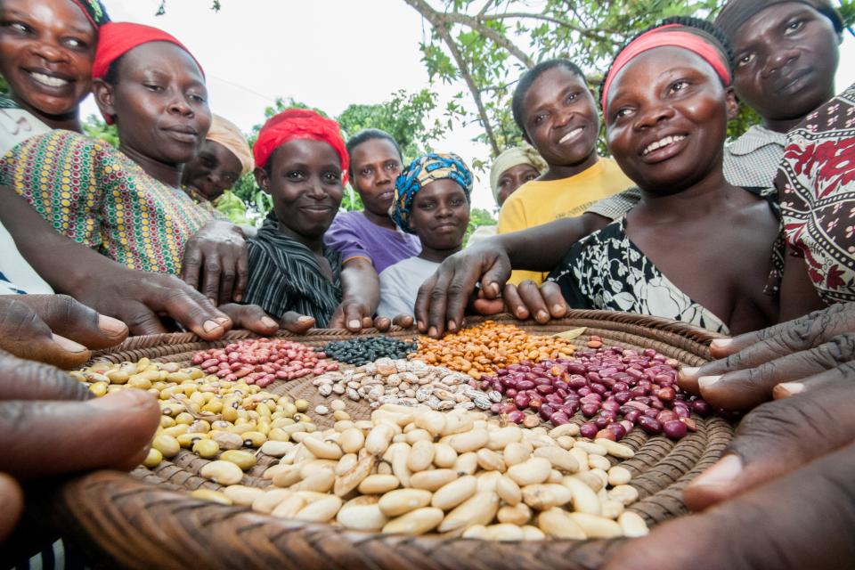 Members of the Kyamaleera Woman’s Handicraft Association crowd around a basket of colourful beans. 15 varieties of seeds were introduced to farmers in Hoima, north-western Uganda, each with different properties: drought resilience; disease tolerance; high iron.