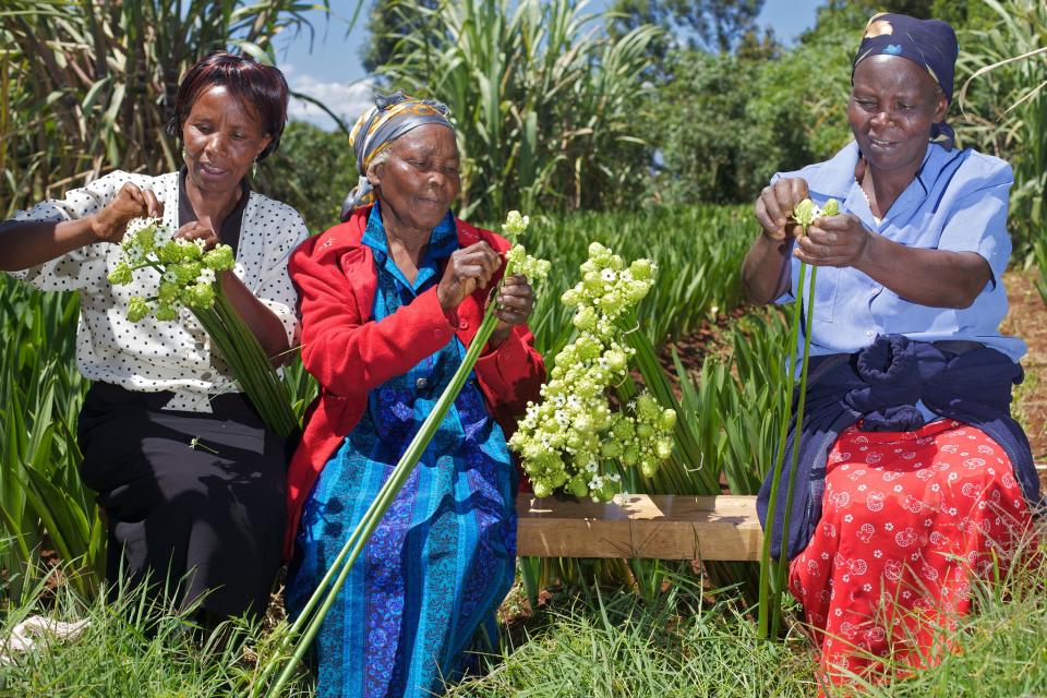 Three women at a flower field in Kenya.
