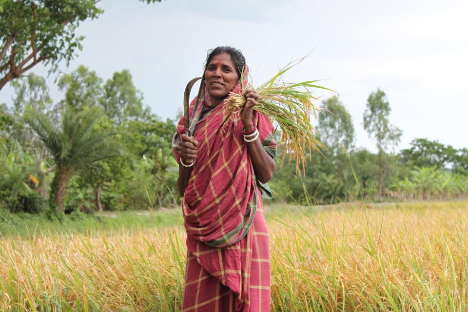 A West Bengali woman harvesting her crops. In India, 74.5 percent of rural women are agricultural workers but only 9.3 percent own the land.  