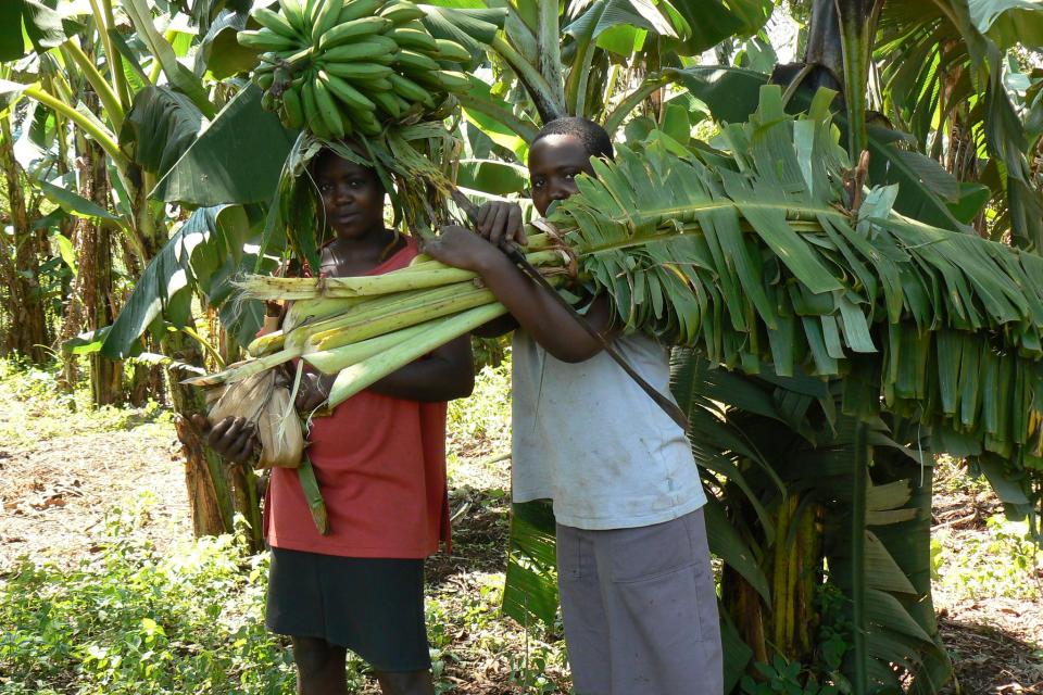 Banana farmers