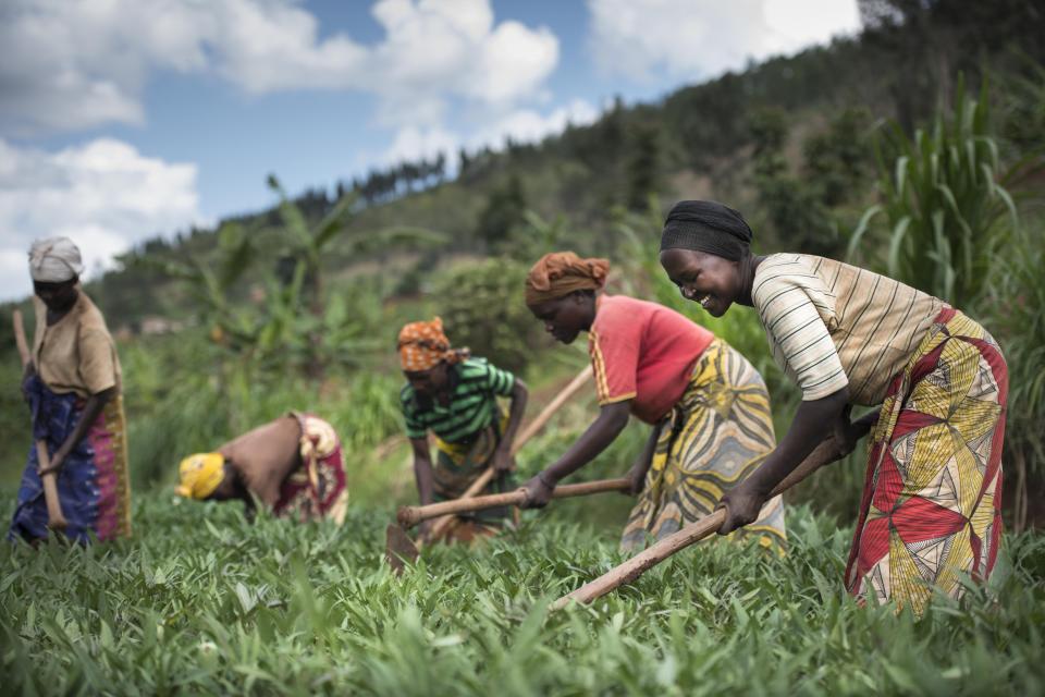 Women farmers work a green leafy field with hoes on a cloudy and sunny day in Rwanda