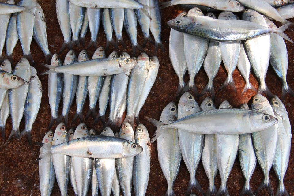 Fish sold at a roadside stall in Dili, Timor-Leste. 