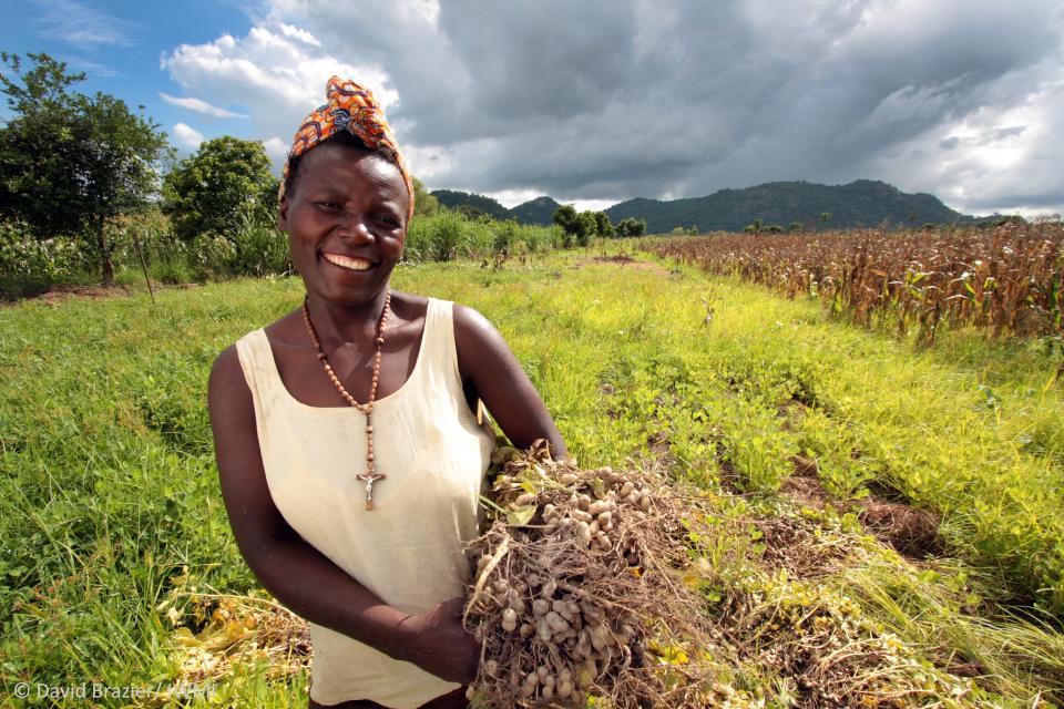  Harvesting groundnuts in Zimbabwe