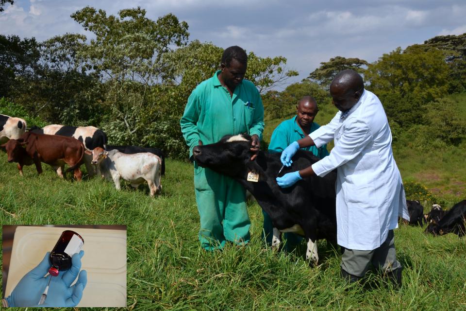 Livestock vaccination