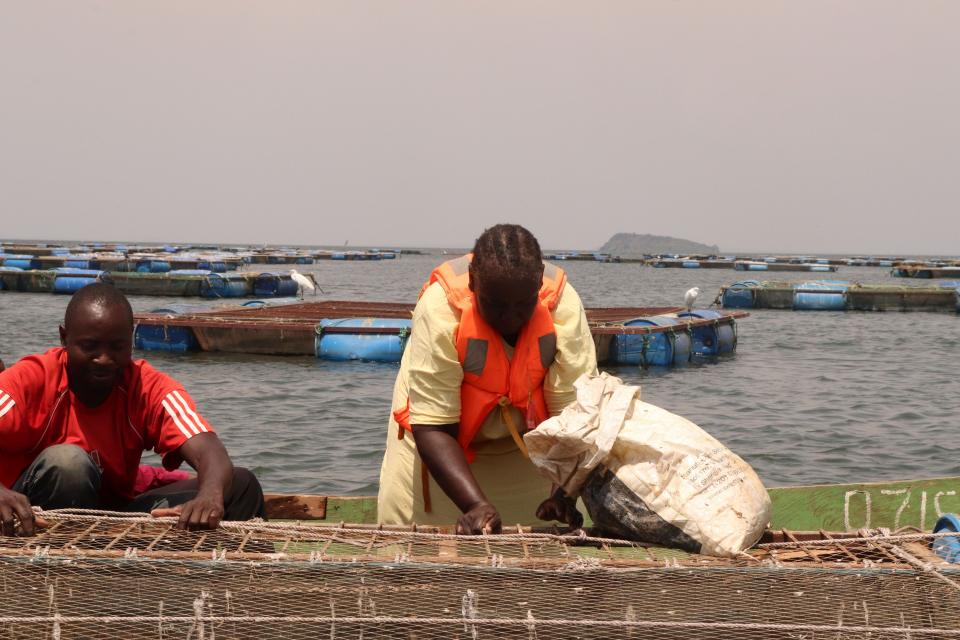 A-woman-feeding-fish-in-thier-cage-at-Mulukoba-Beach-in-Busia-County.-1