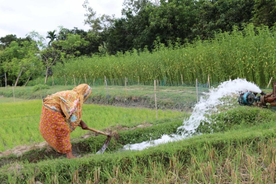 Woman watering her paddy field