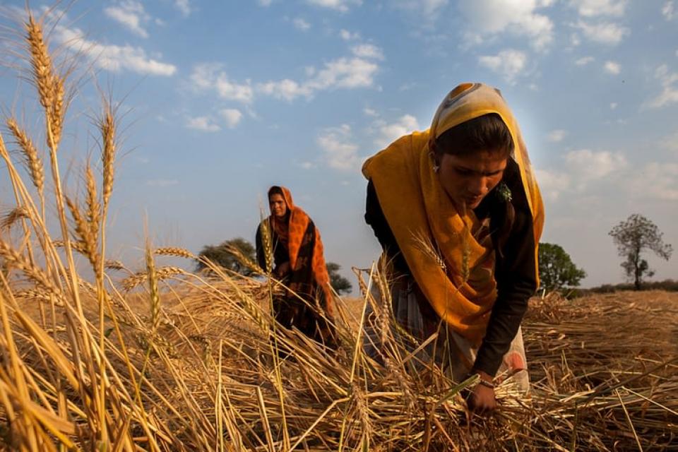 Women harvesting wheat