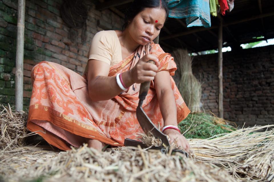 A Bangladeshi woman cuts up feed for her family's livestock