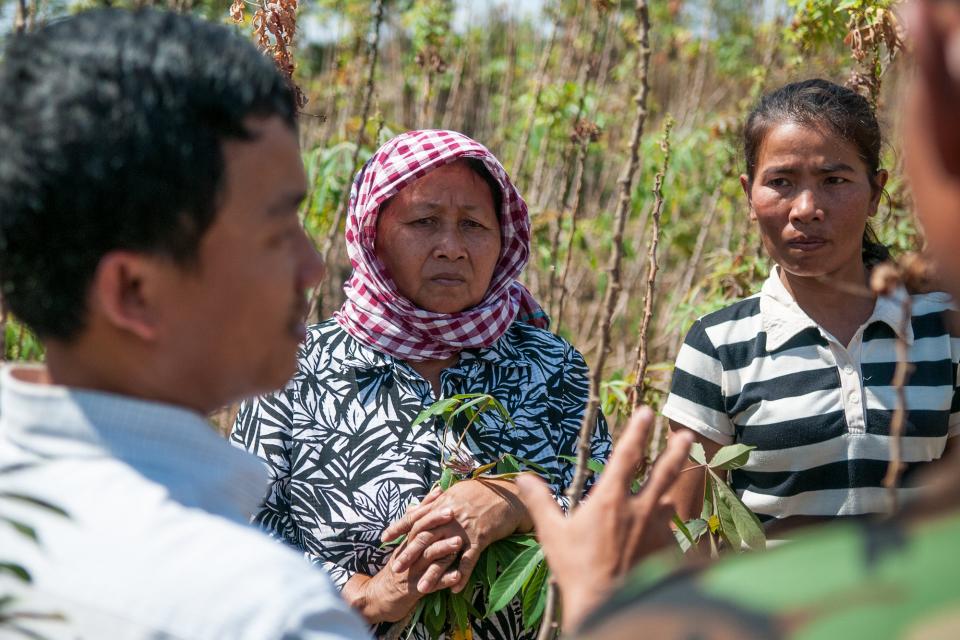 CIAT research assistant Sophearith Sok, Kampong Cham, Cambodia explaining different cassava disease symptoms.