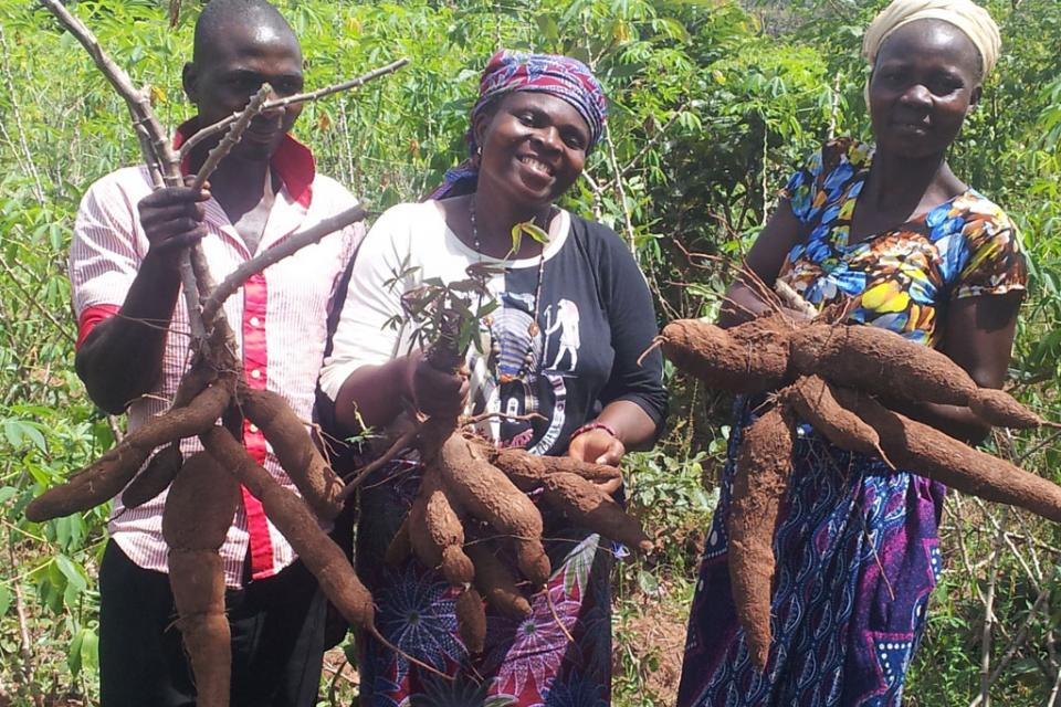 Cassava farmers