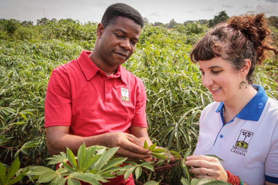 Hale Ann Tufan, right, inspects a cassava plant with Chiedozie Egesi, program director for the NextGen Cassava project, during a visit to research fields in Namulonge, Uganda