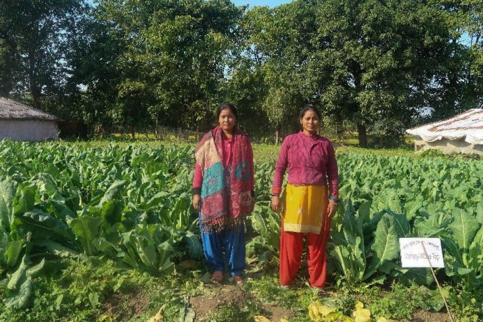 Two women in a cauliflower field
