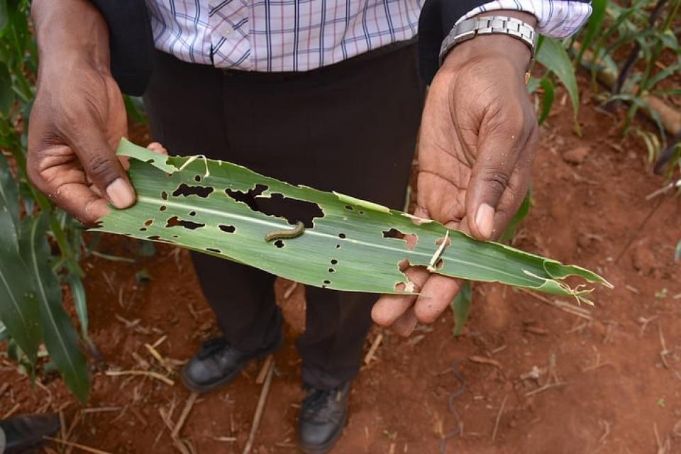 A farmer displays a crop leaf with pests