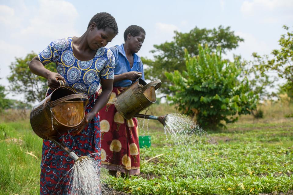 watering plants