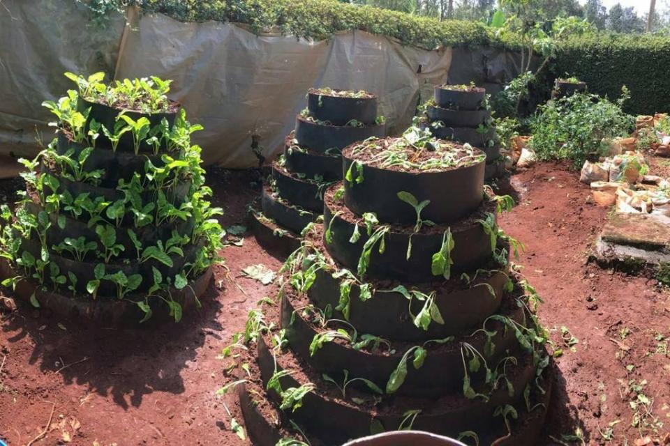 A kitchen garden in Kenya