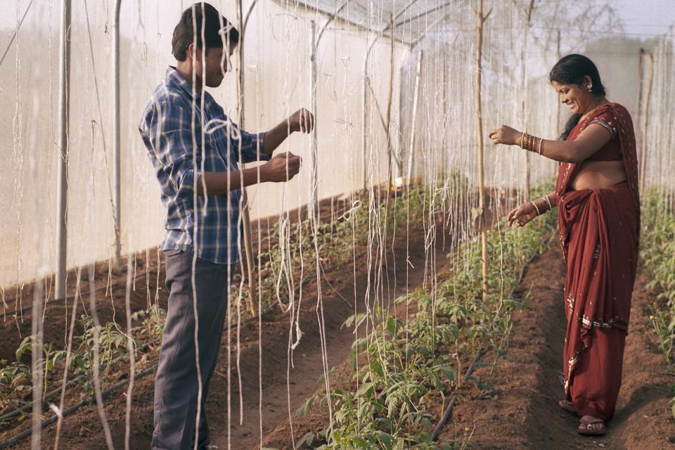 Farmers in greenhouse with tomatoes