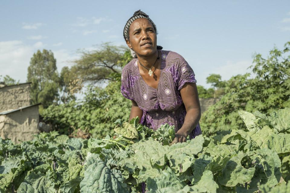 Woman working in a cabbage farm in Bochesa around Ziway in Ethiopia. Credit: Maheder Haileselassie/IWMI 